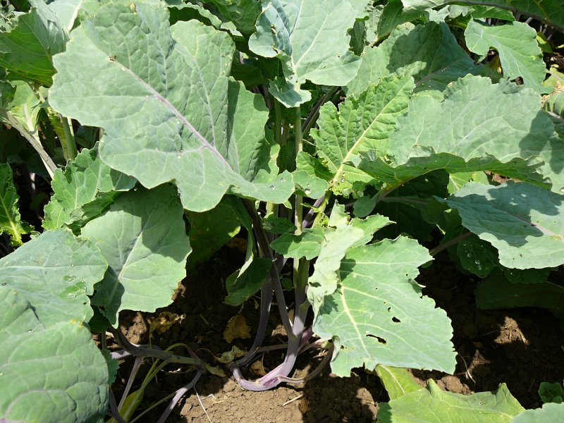 Brassica oleracea var. Ramosa DC.