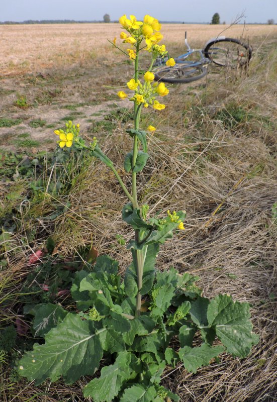 Рапс – Brassica napus.