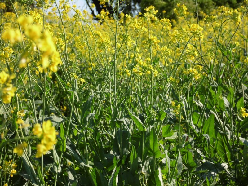 Brassica napus SSP. Napus