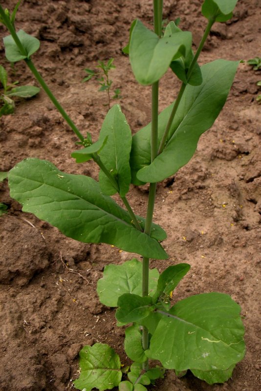 Капуста Полевая - Brassica Campestris l.,