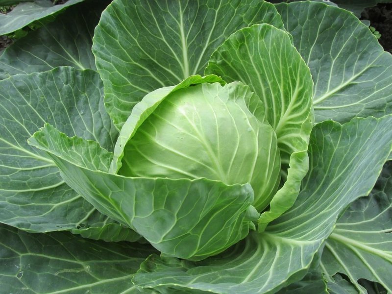 Капуста масличная, рапс – Brassica napus l.