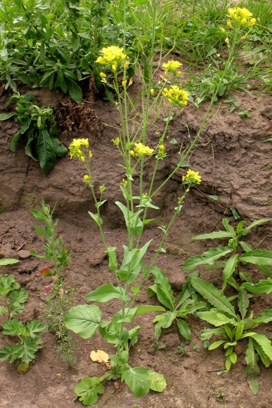Капуста Полевая - Brassica Campestris l.,