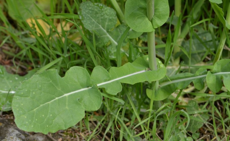 Brassica napus SSP. Napus