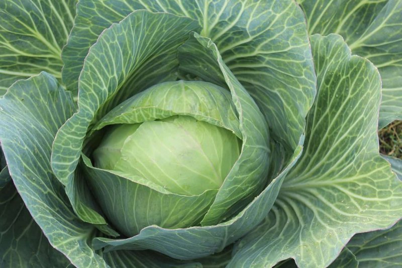 416. Brassica Campestris