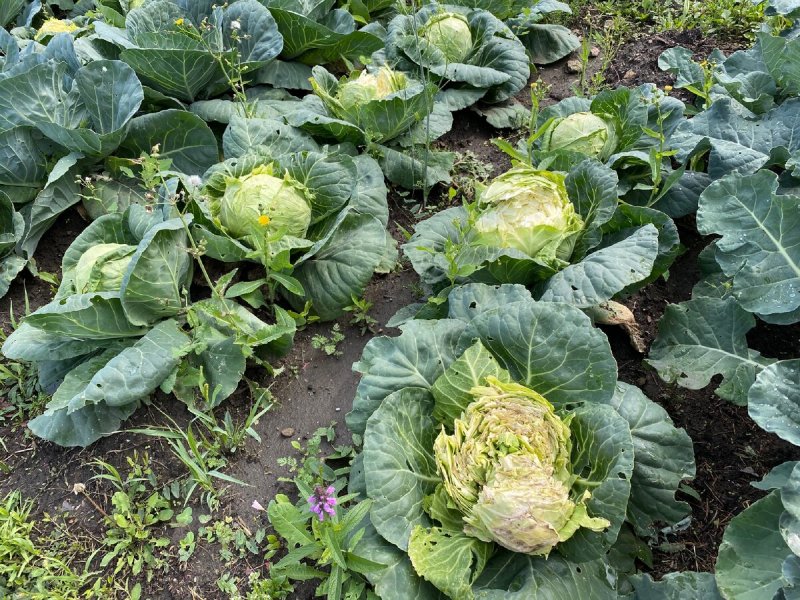 Brassica napus l