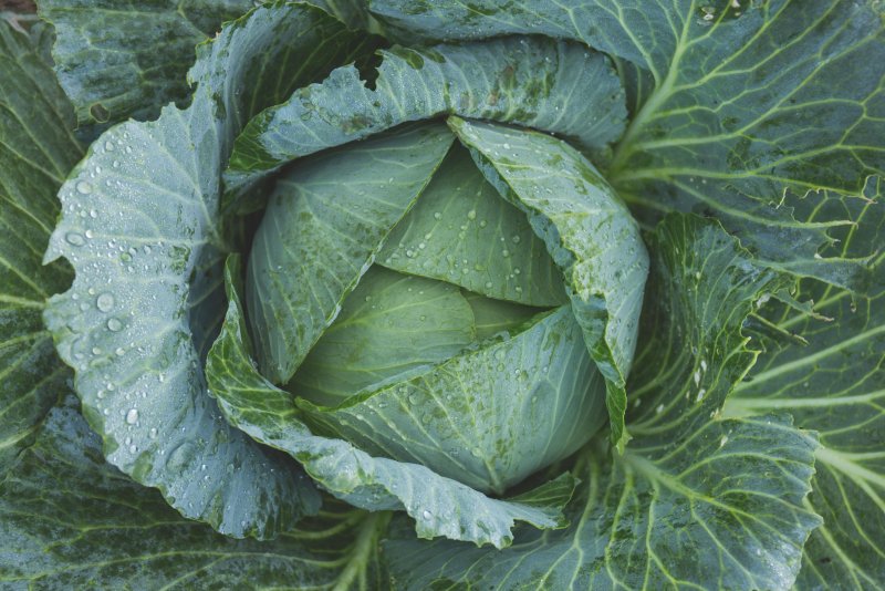 Капуста Полевая (Brassica Campestris)