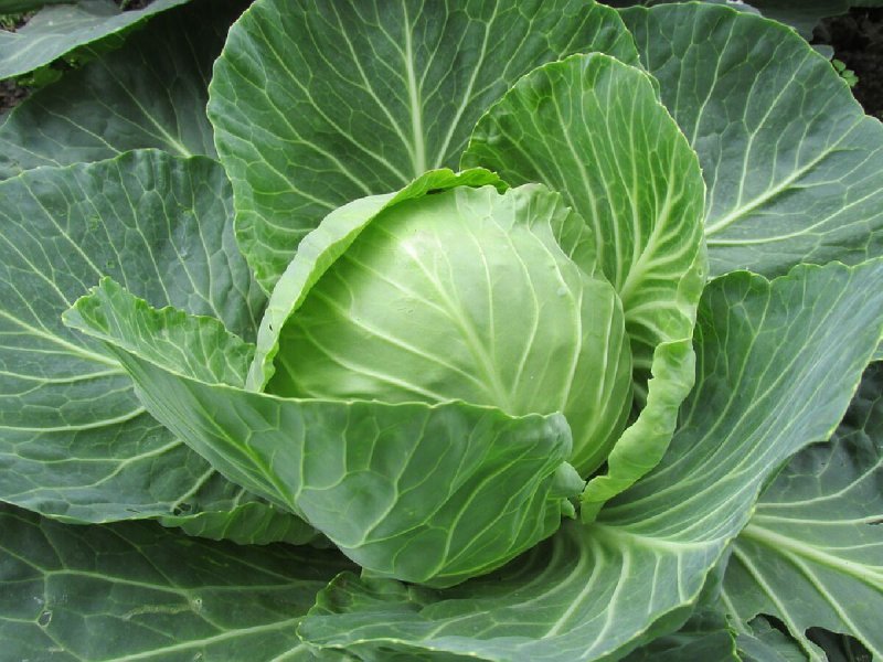 Рапс – Brassica napus.
