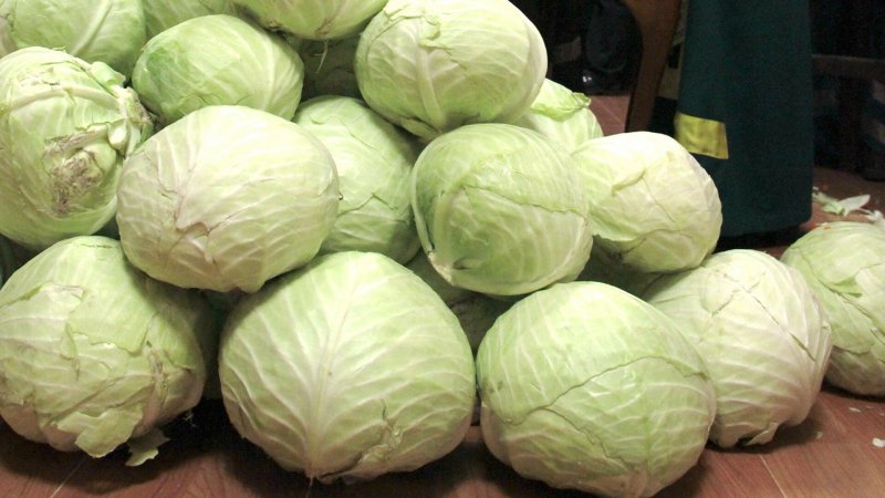 Brassica Campestris