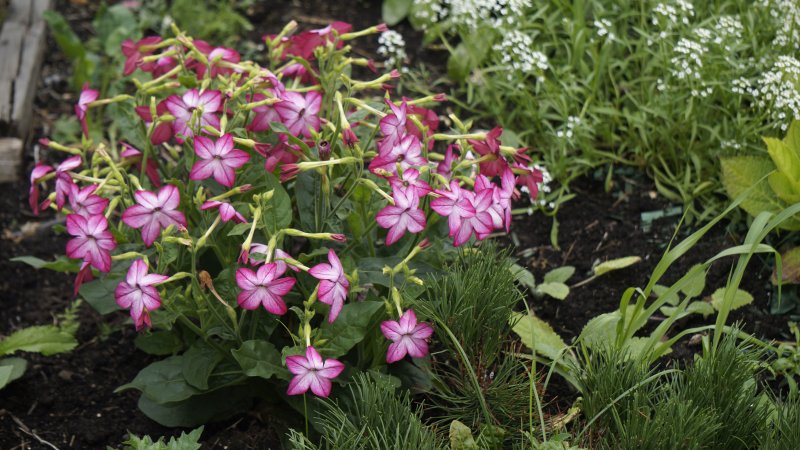 Табак крылатый Саратога Purple bicolor,