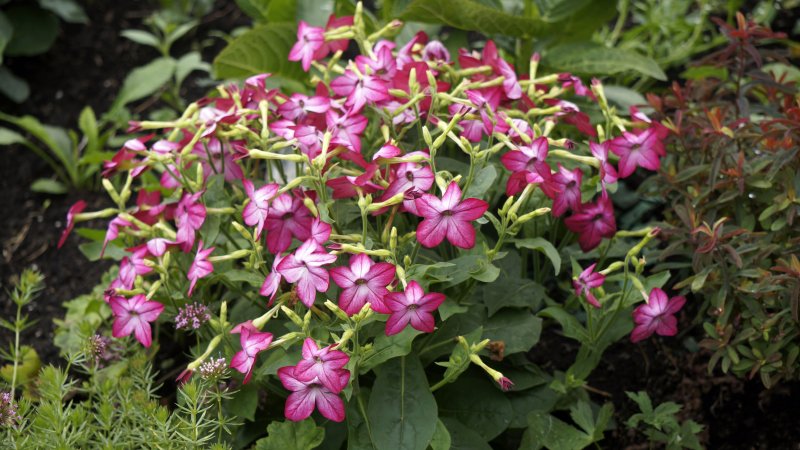 Табак крылатый Саратога Purple bicolor,