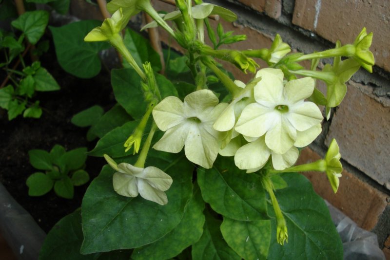 Nicotiana alata Heirloom Mixed (табак)