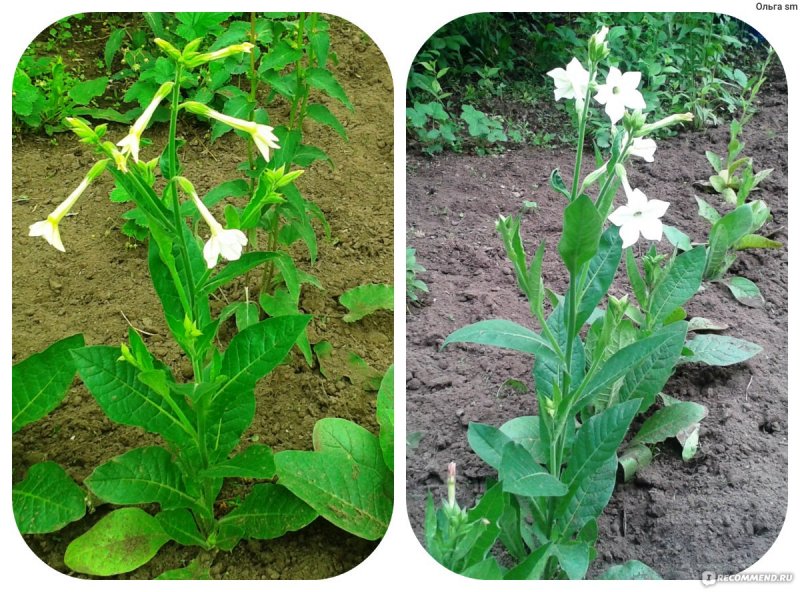 Табак душистый (Nicotiana alata)