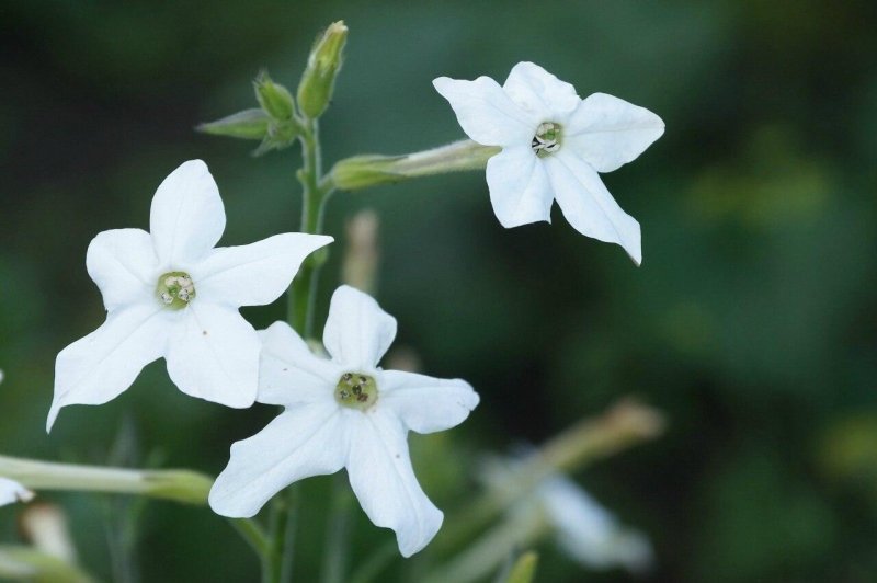 Табак крылатый (Nicotiana alata)
