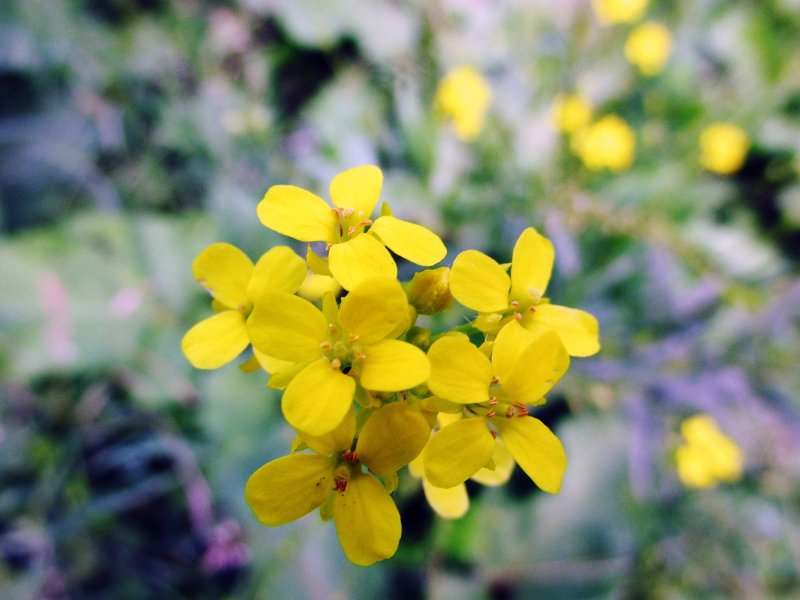 Сурепка Barbarea vulgaris