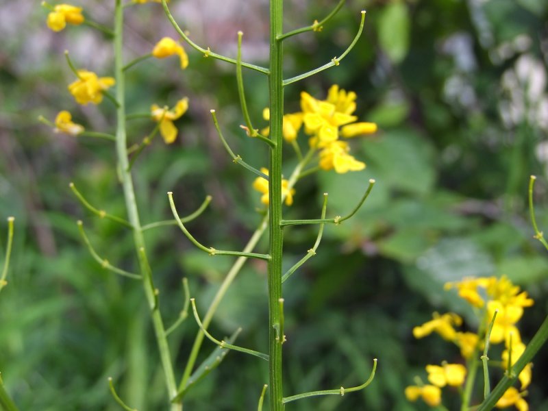 Сурепка обыкновенная (Barbarea vulgaris)