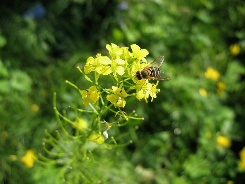 Сурепка обыкновенная (Barbarea vulgaris)