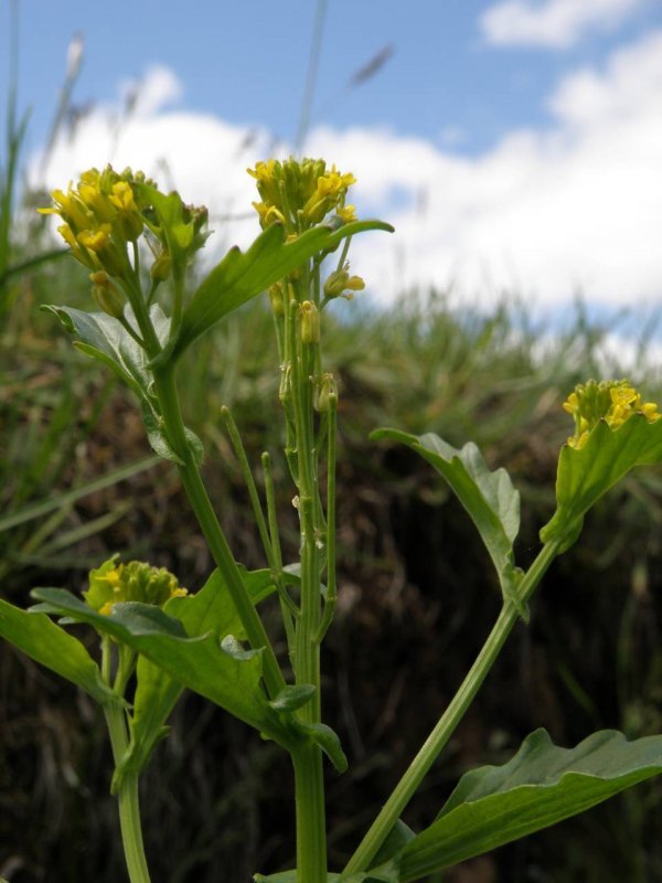 Сурепка обыкновенная (Barbarea vulgaris)