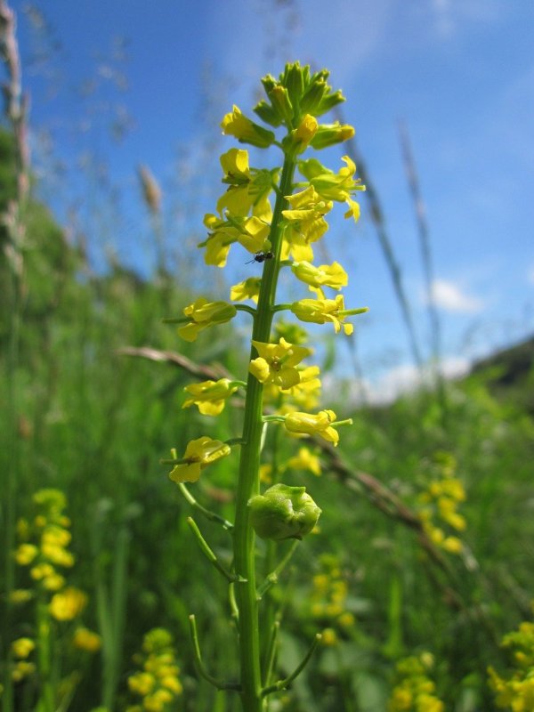 Сурепка (Barbarea)