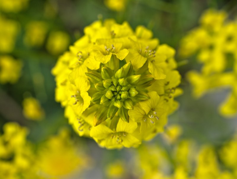Свербига Восточная Bunias orientalis