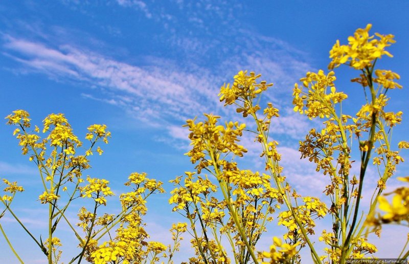 Сурепка обыкновенная (Barbarea vulgaris)