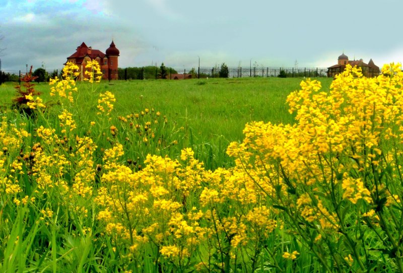 Сурепка обыкновенная (Barbarea vulgaris)