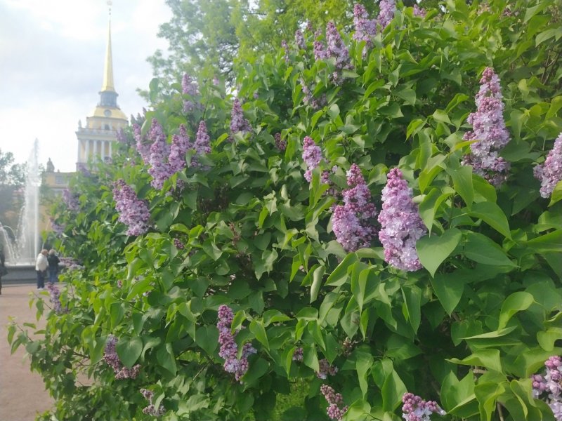 Сирень обыкновенная красная Москва