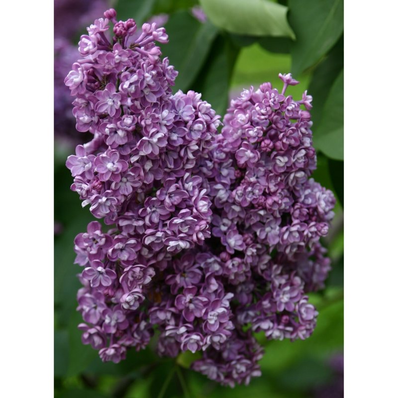 Сирень Вольфа Syringa wolfii