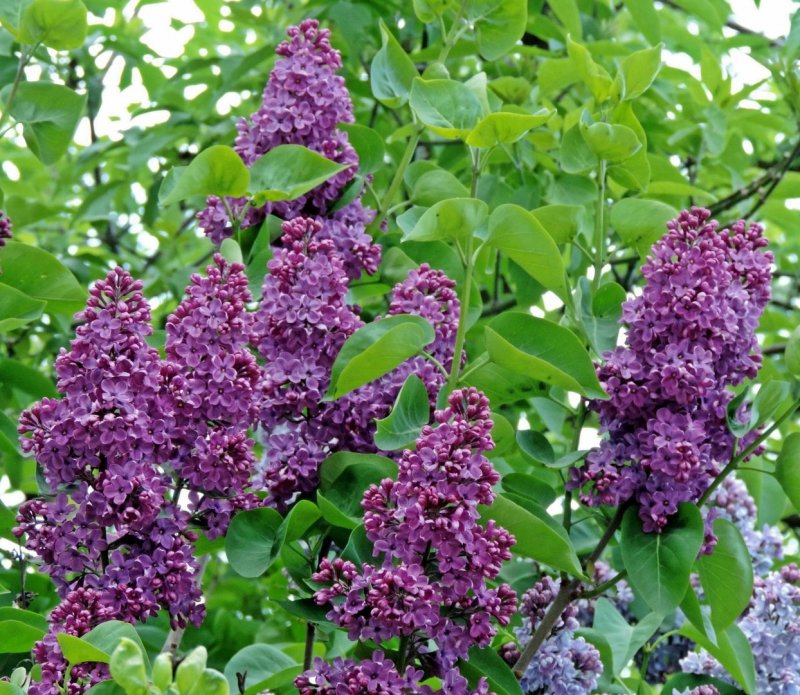 Сирень Вольфа Syringa wolfii