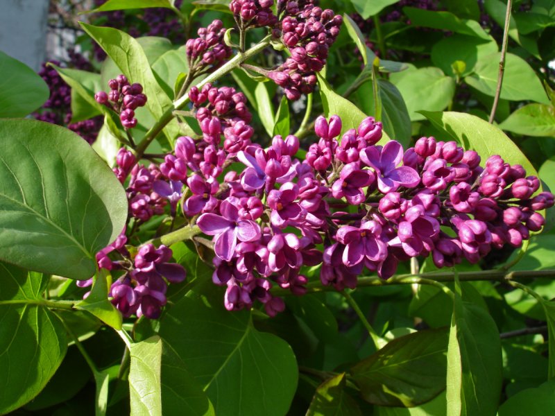 Syringa vulgaris capitaine Baltet