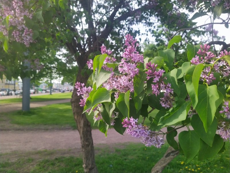 Сирень махровая Жемчужина