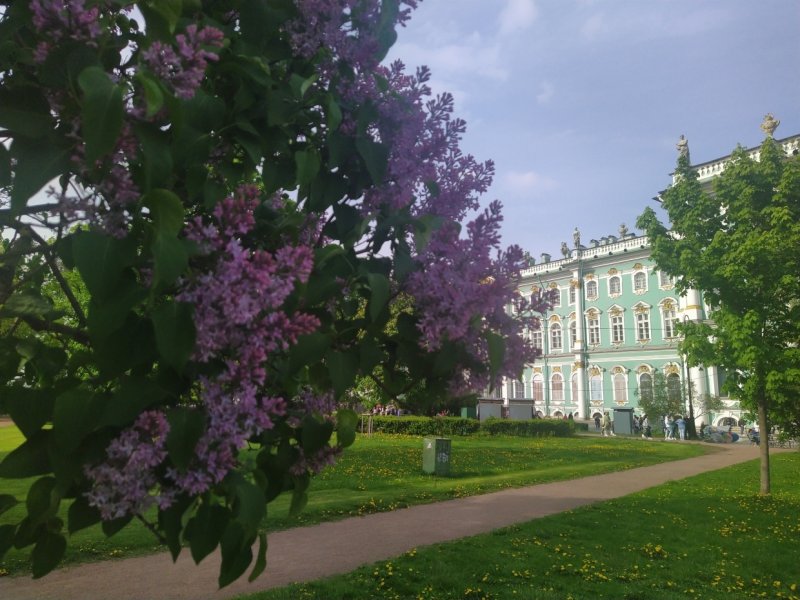 Сирень бургунди Квин