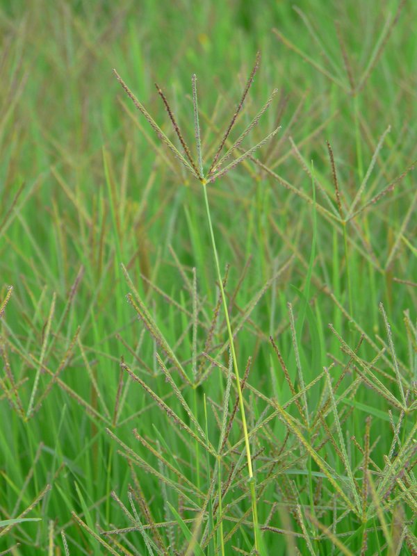 Свинорой (Cynodon dactylon).