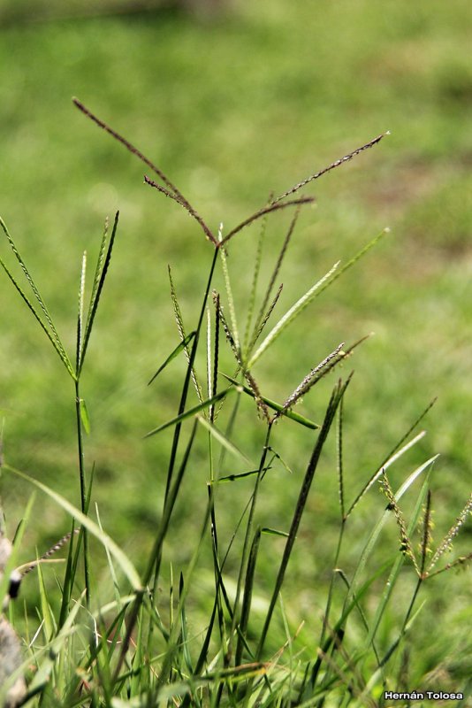 Cynodon dactylon растение