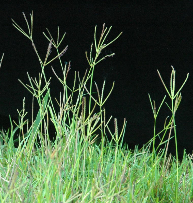 Cynodon dactylon