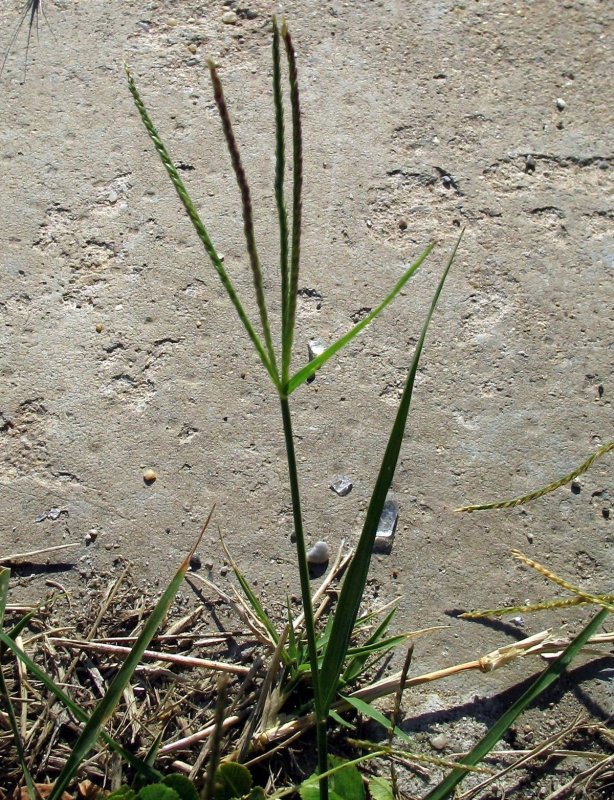 Свинорой пальчатый Cynodon dactylon