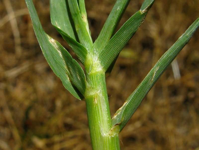 Cynodon dactylon