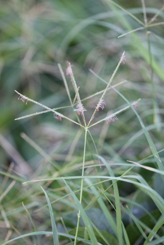 Свинорой (Cynodon)