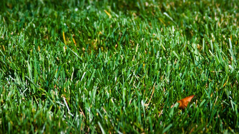 Bermuda grass трава