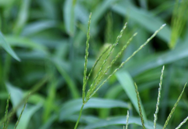 Bahia grass