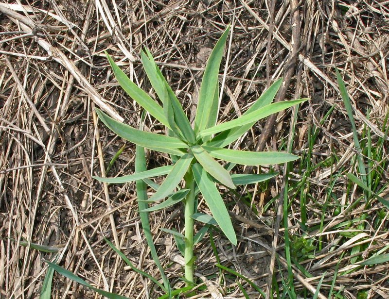 Свинорой пальчатый (Cynodon dactylon pers.)