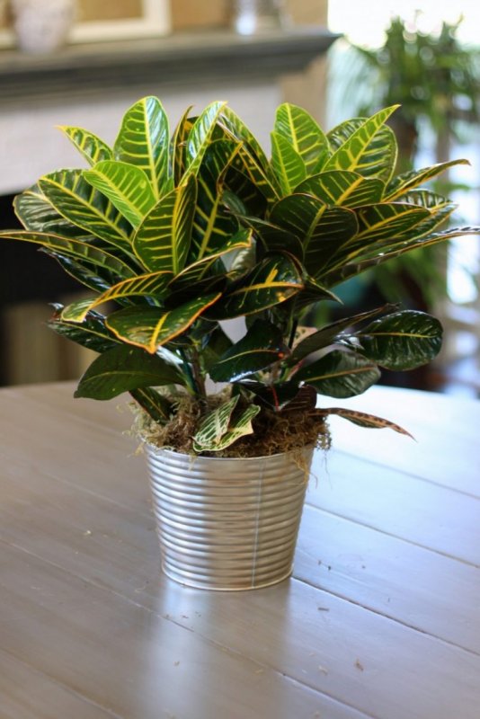Кротон (Croton).