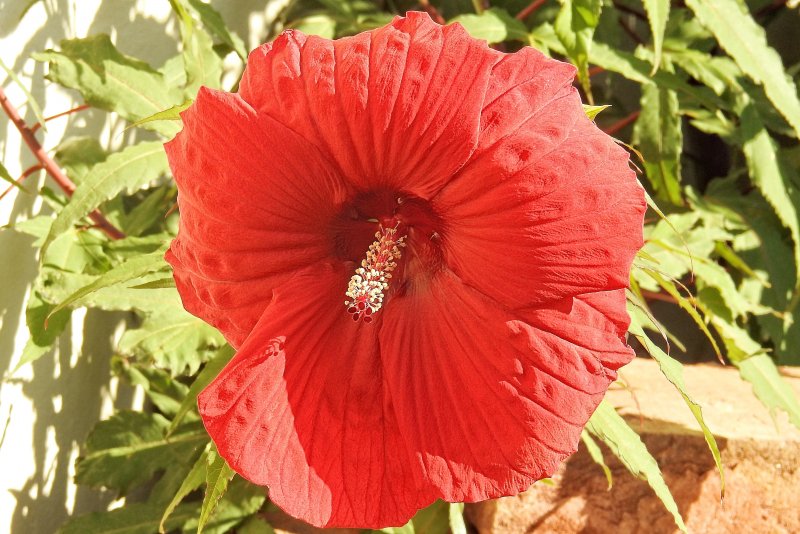 Гибискус Hibiscus Friedman