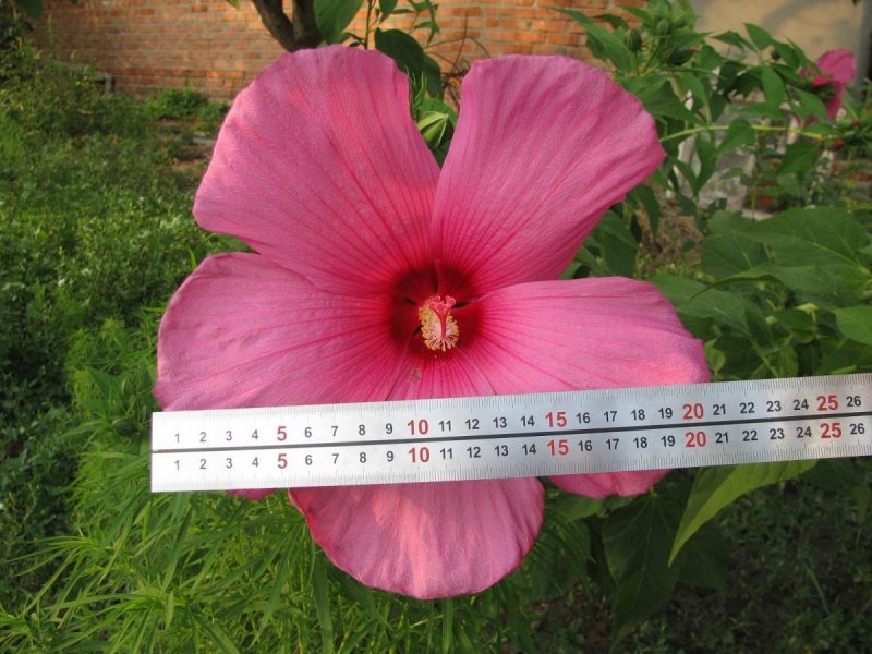 Hardy Hibiscus