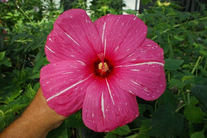 Гибискус Hibiscus moscheutos