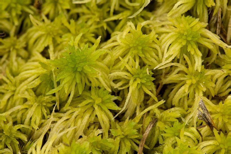 Sphagnum сфагнум