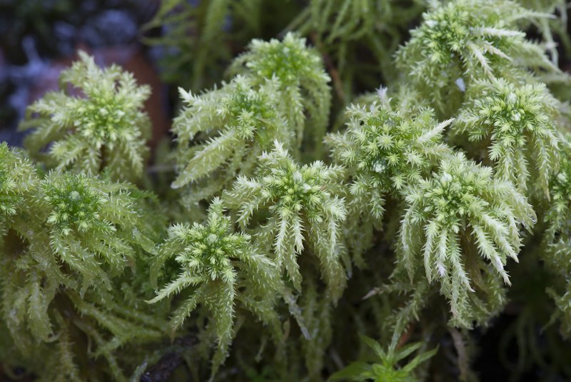 Sphagnum сфагнум