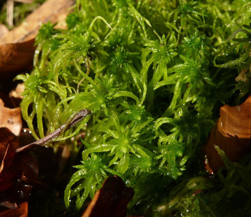 Sphagnum fimbriatum