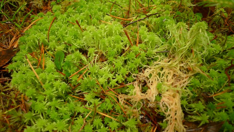 Sphagnum girgensohnii