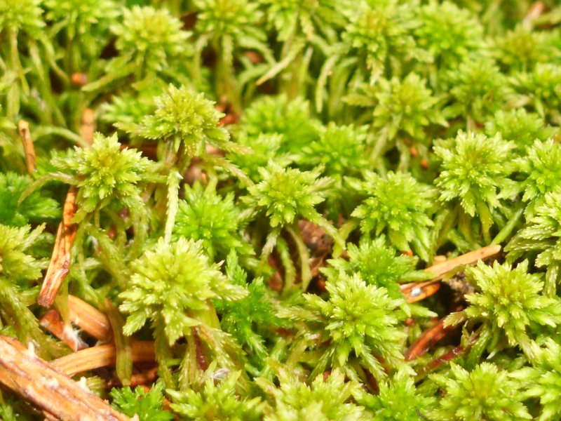 Sphagnum flexuosum