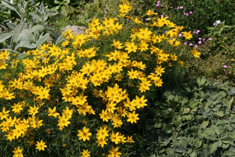 Кореопсис Coreopsis